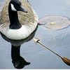 Shot Goose On The Loose In Prospect Park